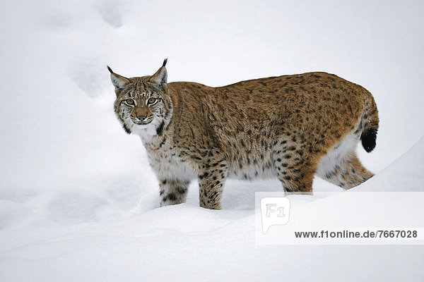Luchs (Lynx lynx)  steht im Schnee  Tierfreigelände