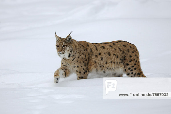 Luchs (Lynx lynx)  läuft durch Tiefschnee  Tierfreigelände