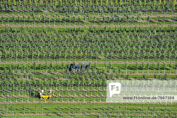Aerial view  tree nursery