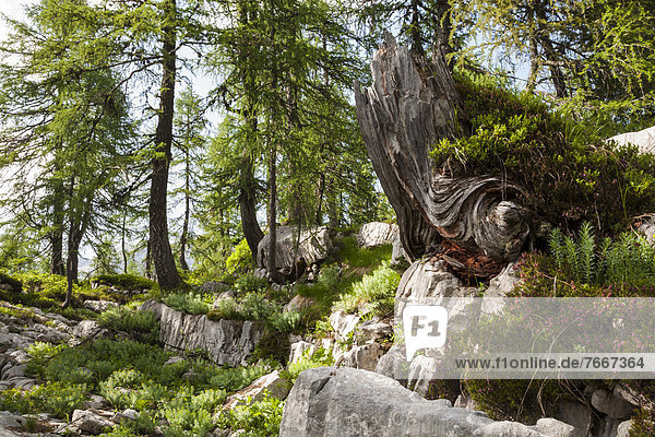 Urwald im Sieben-Seen-Tal  Nationalpark Triglav  Slowenien  Europa