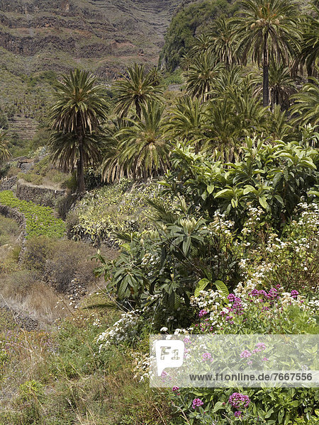 Vegetation auf Terrassen im Valle Gran Rey