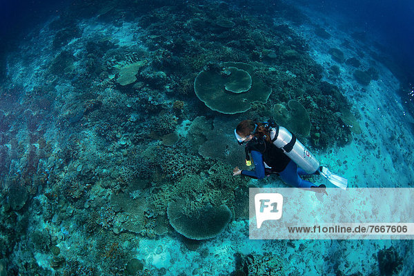 Diver at a coral reef  South China Sea