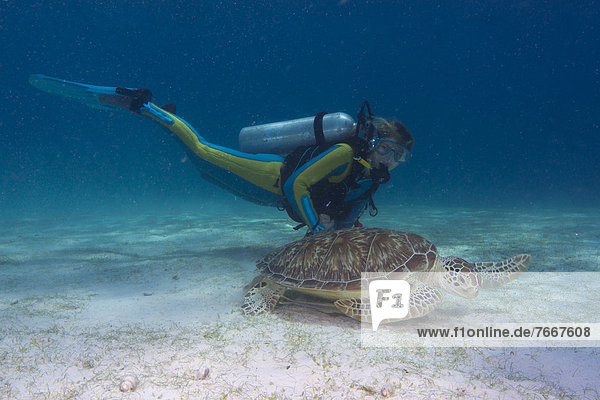 Diver watching a Green Sea Turtle (Chelonia mydas)