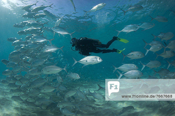 Scuba diver swimming with a school of Bigeye Trevally (Caranx sexfasciatus) in a lagoon  Philippines  Asia