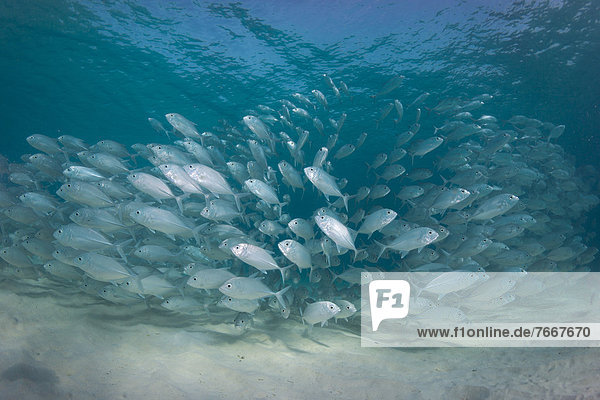 Verhalten typisch Lagune Fischschwarm
