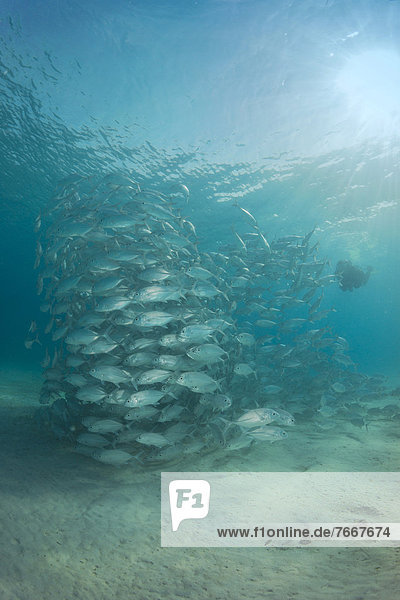 Taucher schwimmen Philippinen Lagune Fischschwarm