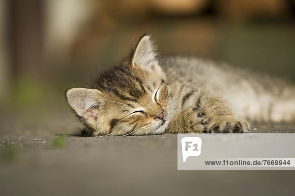 Brown-tabby kitten  farm cat  resting in the sunshine on a street  asleep