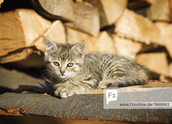 Brown-tabby kitten  farm cat  lying on a pile of wood  basking in the sun
