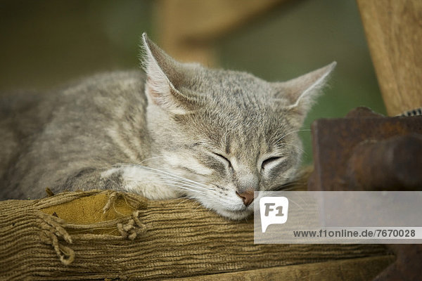 Grey-tabby cat lying on a chair  asleep