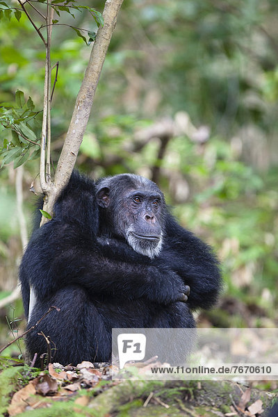 Chimpanzee (Pan troglodytes)  old male