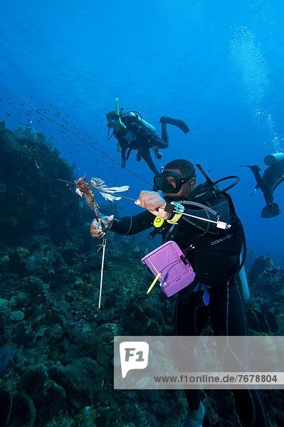 Führung  Anleitung führen  führt  führend  Rotfeuerfisch  Pterois volitans  Pazifischer Ozean  Pazifik  Stiller Ozean  Großer Ozean  Karibik  Westindische Inseln  Mittelamerika  Tauchgang  Dominica