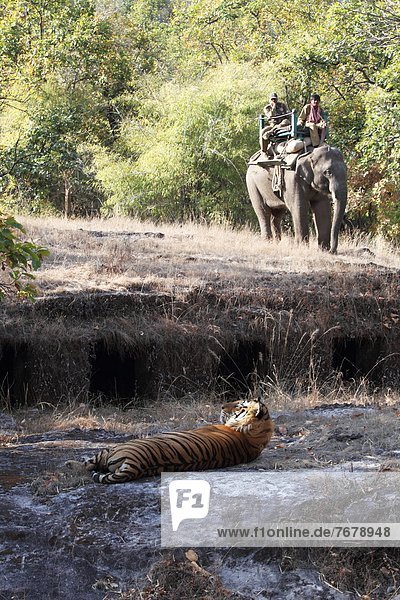 Bengal tiger  Panthera tigris tigris  Bandhavgarh National Park  Madhya Pradesh  India
