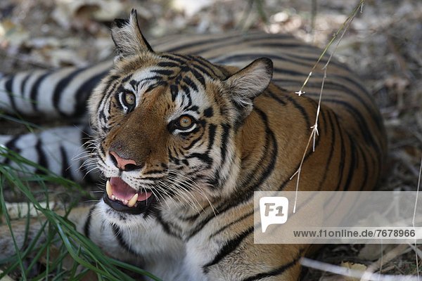 Königstiger  Panthera tigris tigris  Indien  Madhya Pradesh