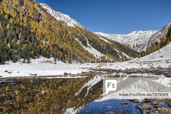 europäisch Wald Norwegen Herbst Fichte Lärche Italien Lombardei