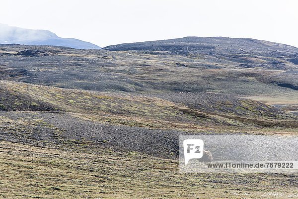 Muskox bull (Ovibos moschatus)  Myggebukta (Mosquito Bay)  Christian X's Land  Northeast Greenland  Polar Regions