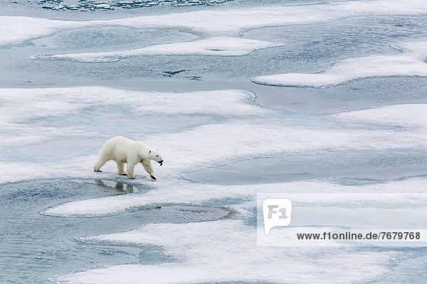Bär  Eisbär  Ursus maritimus  Europa  Neugier  Eis  Norwegen  jung  Geräusch  Spitzbergen  Skandinavien  Svalbard
