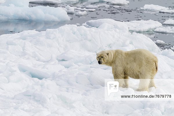 Bär  Eisbär  Ursus maritimus  Europa  Eis  Norwegen  Geräusch  Spitzbergen  Erwachsener  Skandinavien  Svalbard