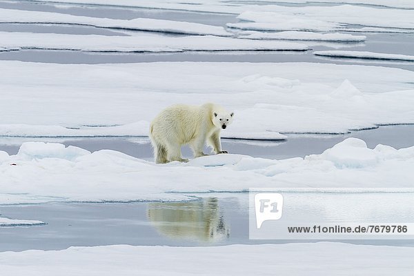 Eisbär  Ursus maritimus  Europa  Norwegen  Insel  töten  Spitzbergen  Erwachsener  Skandinavien  Svalbard