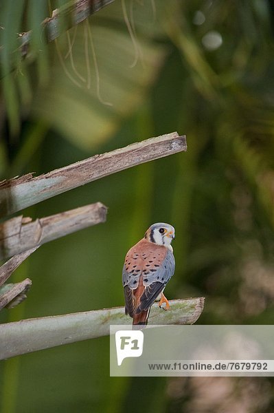 Dominican Republic  American Kestrel (Falco sparverius)                                                                                                                                                 