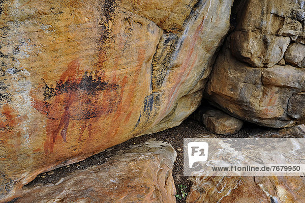 Africa  South Africa  Cederberg mountain reserve  old bushmen paintings                                                                                                                                 