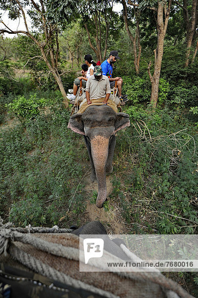 fahren  Wald  Elefant  Indien  mitfahren