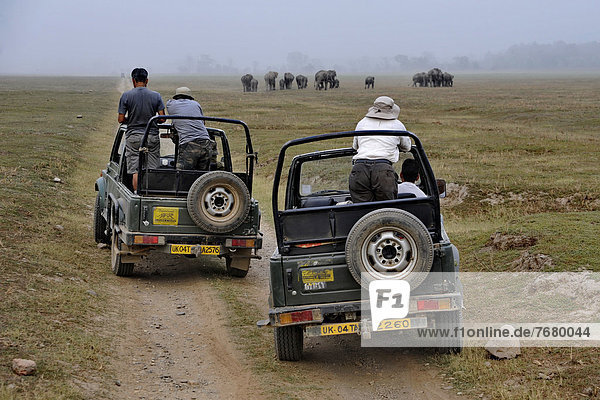 India  Uttarakhand state  Corbett National Park  off road vehicle with photographers close to elephant                                                                                                  