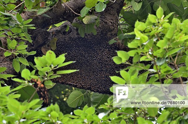 India  bee hive (Apis mellifera) in tree                                                                                                                                                                