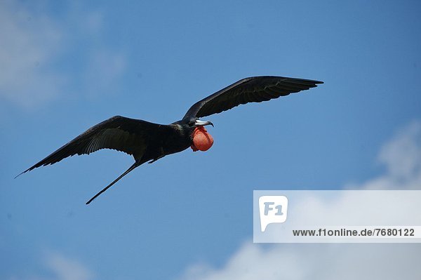 Magnificent Frigatebird (Fregata magnificens)  male flying                                                                                                                                              