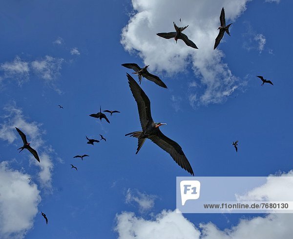 Magnificent Frigatebird (Fregata magnificens)  flight of birds                                                                                                                                          