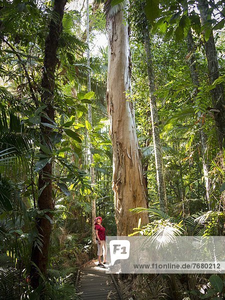 Frau sehen Baum Garten Pazifischer Ozean Pazifik Stiller Ozean Großer Ozean Botanik Eukalyptus