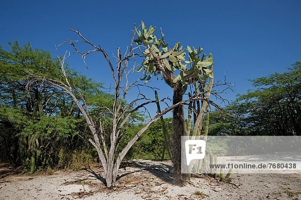 Dominican Republic  National Park Isla Cabritos  dry vegetation on the island                                                                                                                           