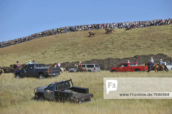US  South Dakota  Black Hills National Forest  Custer state park  buffalo roundup event  cowboys herding buffalos                                                                                       