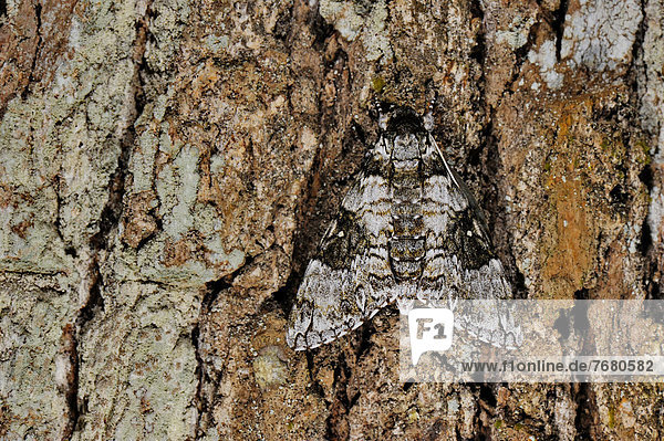 Dominican Republic  hawk moth (Sphingidae)                                                                                                                                                              