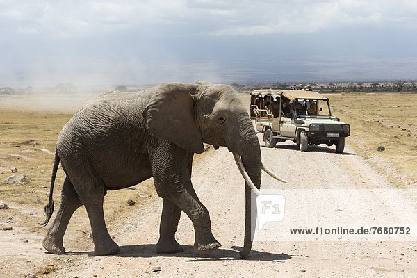 Ostafrika  Tourist  Elefant  Afrika  Kenia