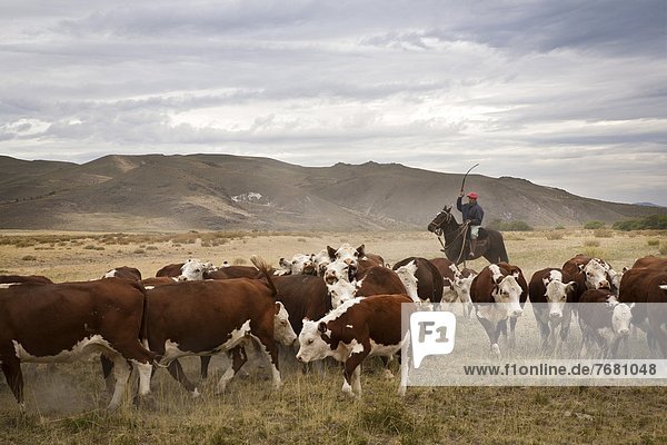 Gauchos with cattle at the Huechahue Estancia  Patagonia  Argentina  South America
