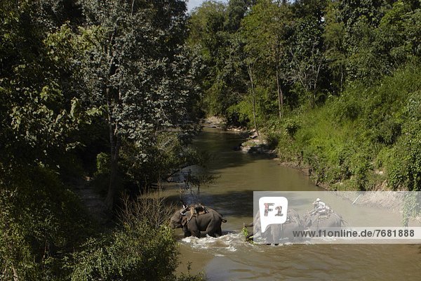 elephants crossing a river in Changwat Chiang Mai  Thailand                                                                                                                                             