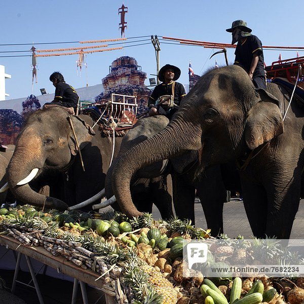 Thailand  Surin city  elephants in the street during the festival                                                                                                                                       