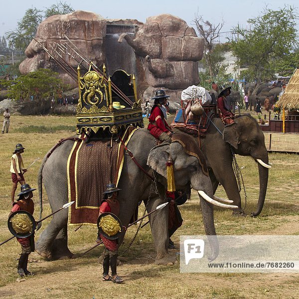 Asia  Thailand  Surin city  Elephant Round up                                                                                                                                                           