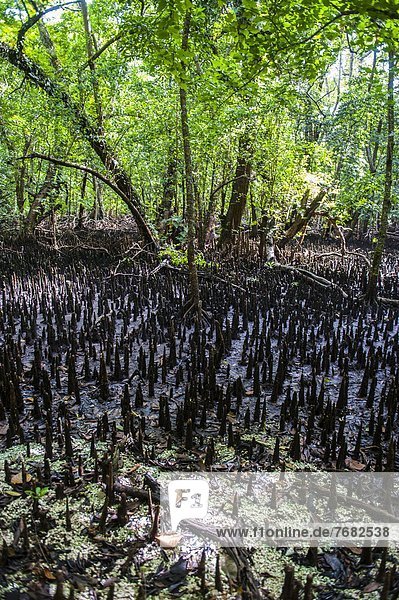 Mangrove roots on Carp island  Rock islands  Palau  Central Pacific  Pacific
