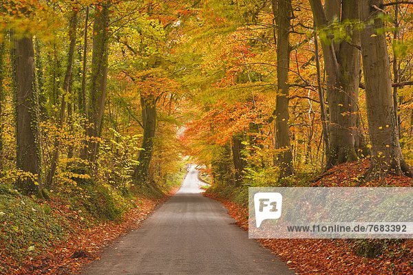 Farbaufnahme  Farbe  Europa  Baum  Großbritannien  Fernverkehrsstraße  Herbst  Buche  Buchen  England  Gloucestershire