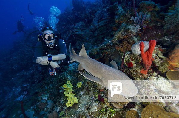 Close encounters with Nurse shark on G Spot Reef  Turks and Caicos  West Indies  Caribbean  Central America