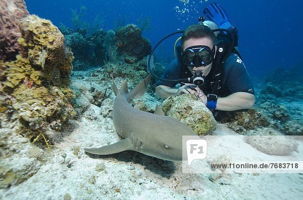 Close encounters with Nurse shark on G Spot Reef  Turks and Caicos  West Indies  Caribbean  Central America