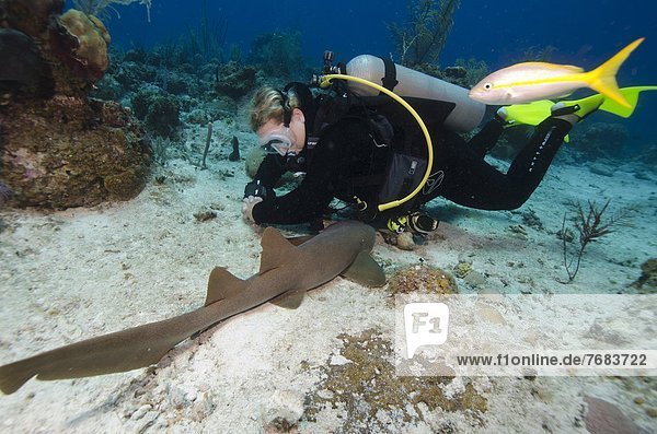 Nurse shark resting near a diver in the Turks and Caicos  West Indies  Caribbean  Central America
