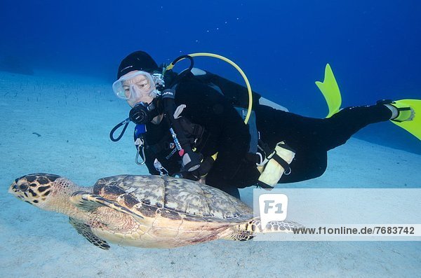 Green turtle cruising the reef with diver  Turks and Caicos  West Indies  Caribbean  Central America