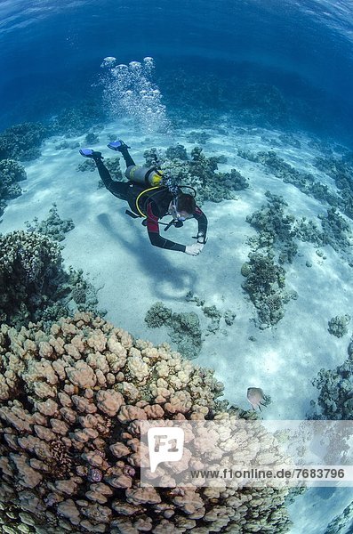 High angle view of a scuba diver diving in shallow water close to coral reef  Ras Mohammed National Park  Red Sea  Egypt  North Africa  Africa