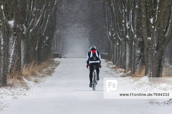Mountain biker riding along a snowy tree-lined avenue  Moenchbruch Nature Reserve