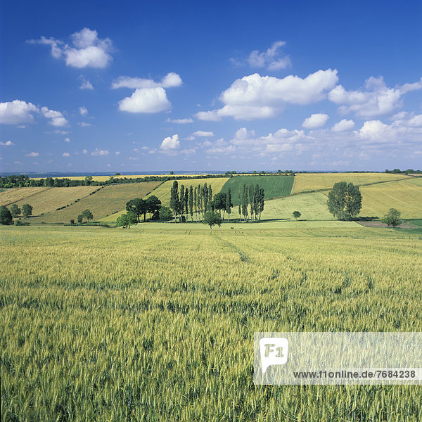 Agrarlandschaft bei Charroux  Bourbonnais  Auvergne  Frankreich  Europa