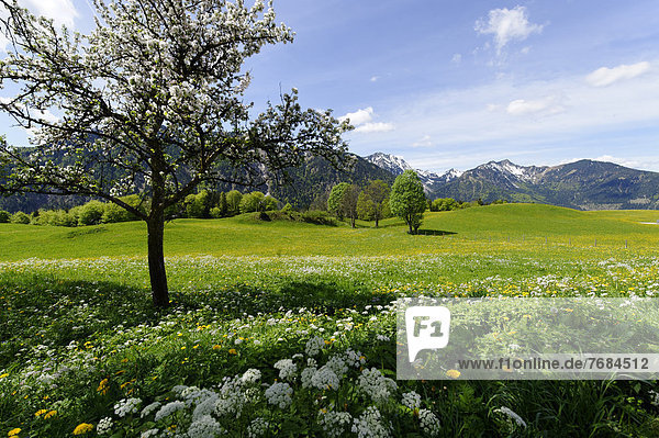 Frühlingswiesen auf Hochkreuth am Bergcafe Siglhof  Siglalm im Leitzachtal  bei Bayrischzell  Oberbayern  Bayern  Deutschland  Europa
