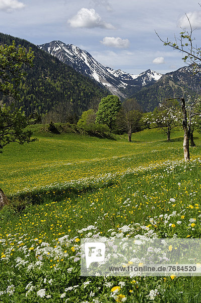 Frühlingswiesen mit blühenden Obstbäumen  Streuobstwiesen auf Hochkreuth im Leitzachtal  bei Bayerischzell  Oberbayern  Bayern  Deutschland  Europa