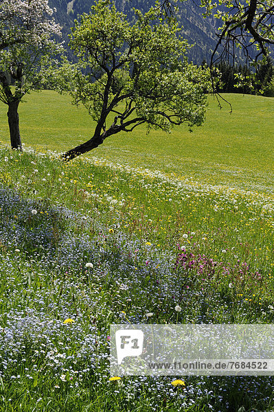 Frühlingswiese mit blühenden Obstbäumen  Streuobstwiesen auf Hochkreuth im Leitzachtal  bei Bayerischzell  Oberbayern  Bayern  Deutschland  Europa